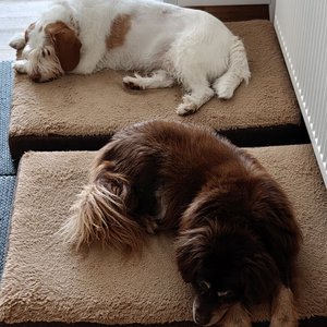 69. Nombres de mis perros