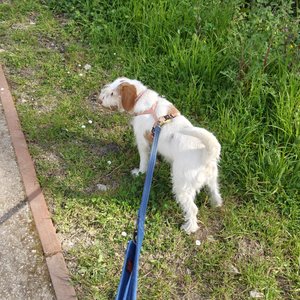 15. Paseo fluvial con Maggie