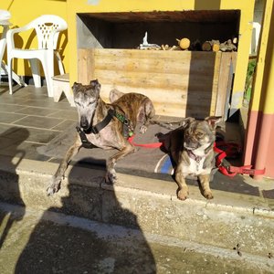 17. Mis perros adoptados