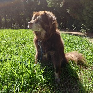 135. Visita al veterinario