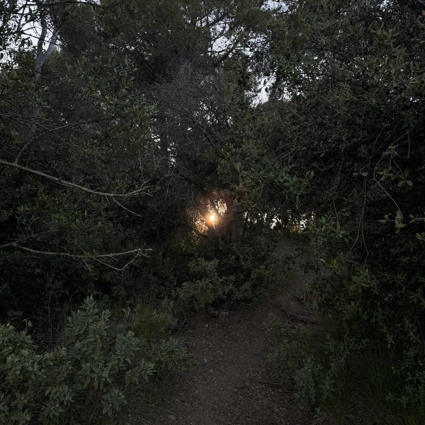 Portada de 🦋Un minuto de bosque · Nora