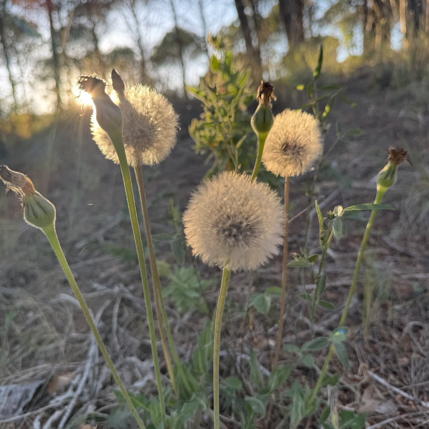 Portada de 🦋Un minuto de bosque · Nora