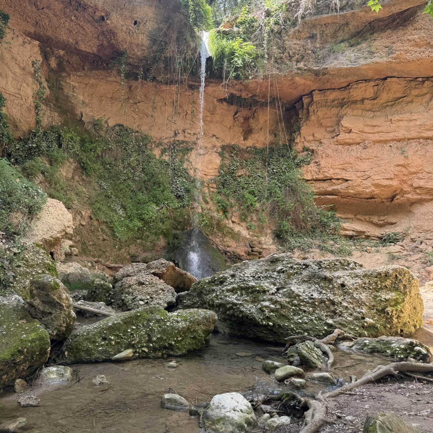 Portada de 🦋Un minuto de bosque · Nora
