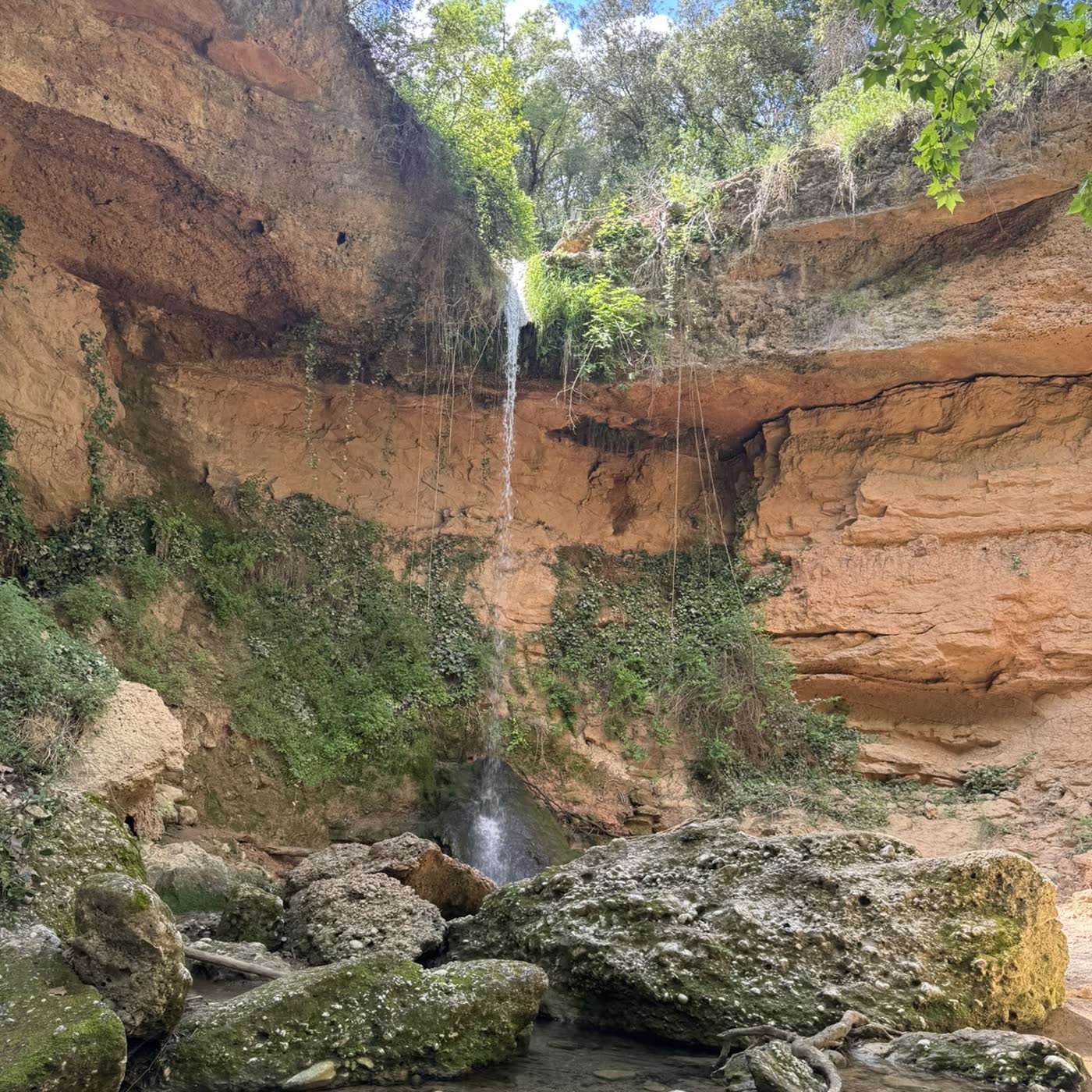 Portada de 🦋Un minuto de bosque · Nora