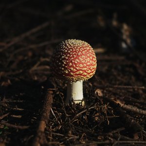 49. Los berserkers y la manita muscaria