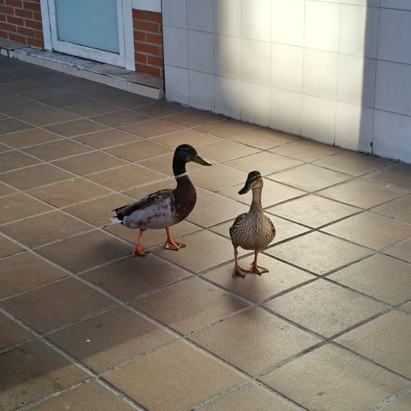 151. Los patitos de paseo ❤️ episode artwork