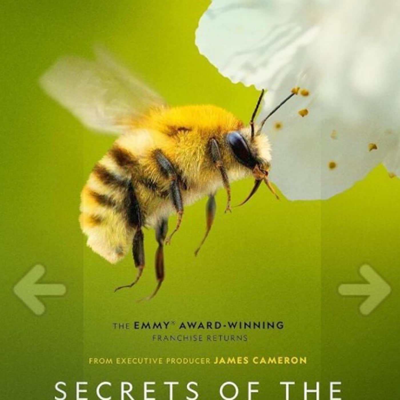 277. Secretos de las abejas
