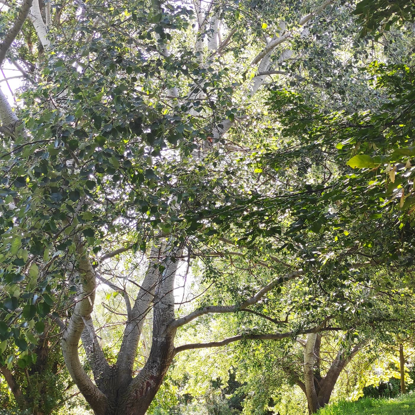 40. La Luz
