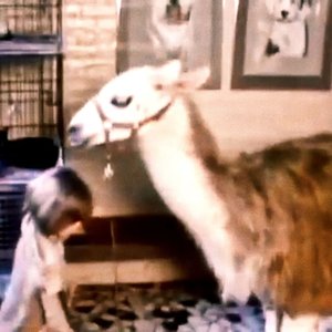 Bonus Track remember: Yo y mi llama