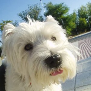 Kaiser, In Memoriam