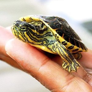 Condoleezza la tortuga