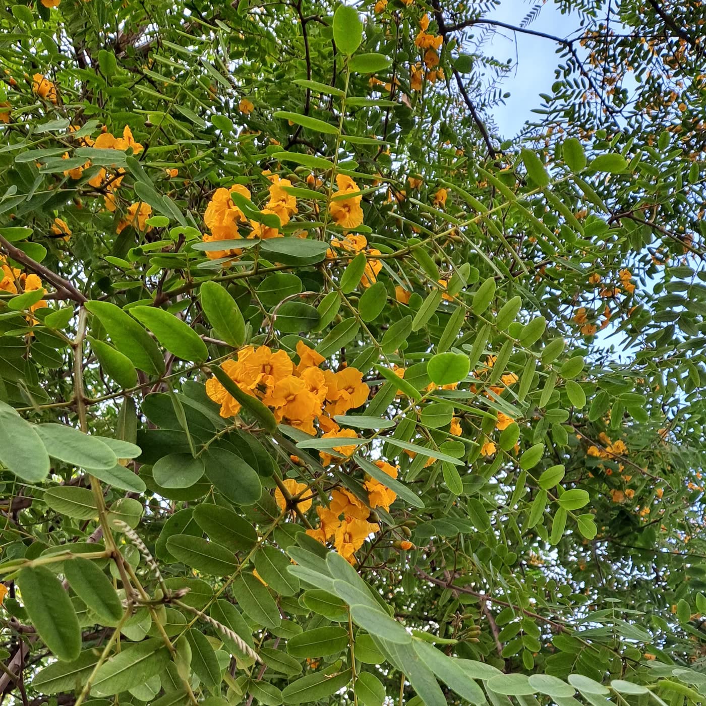 Tipuana tipu
