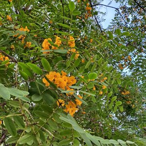 Tipuana tipu