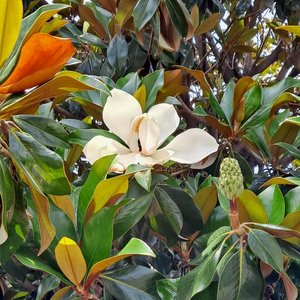 Magnolia
