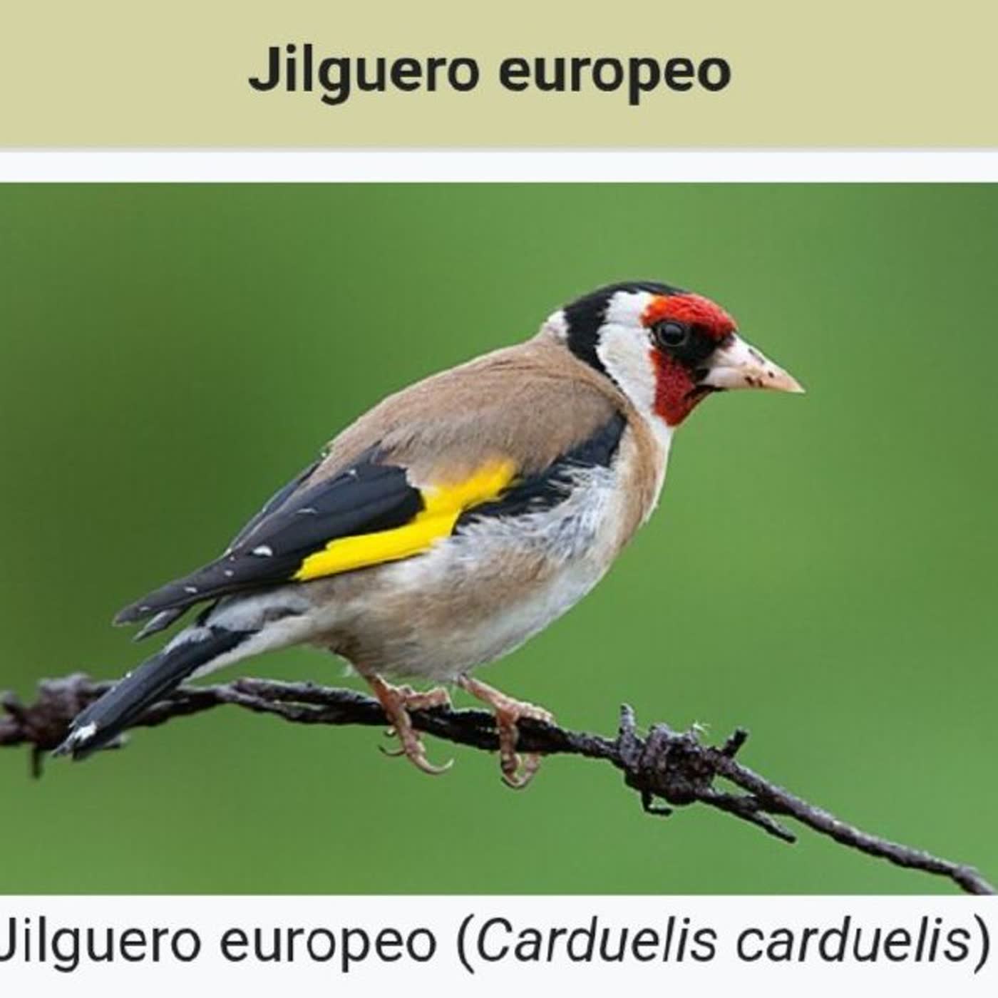 43. El jilguero