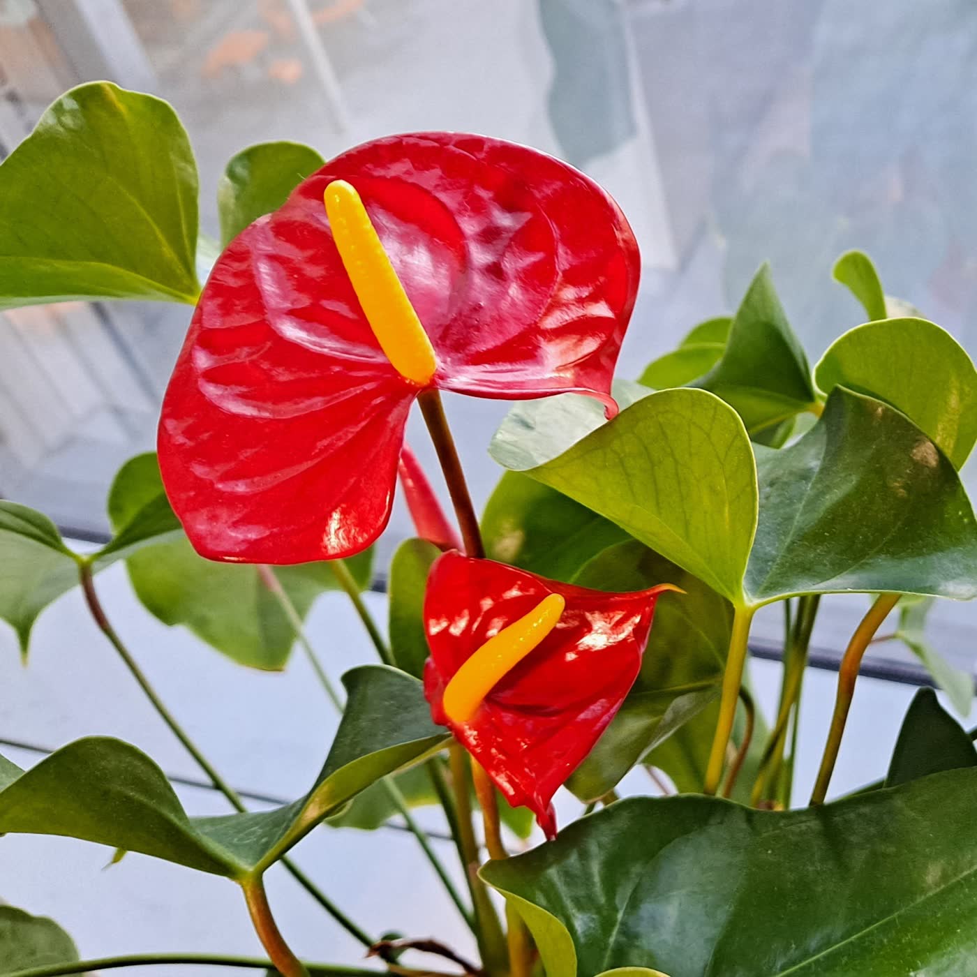Anturio rojo: flor del amor episode artwork