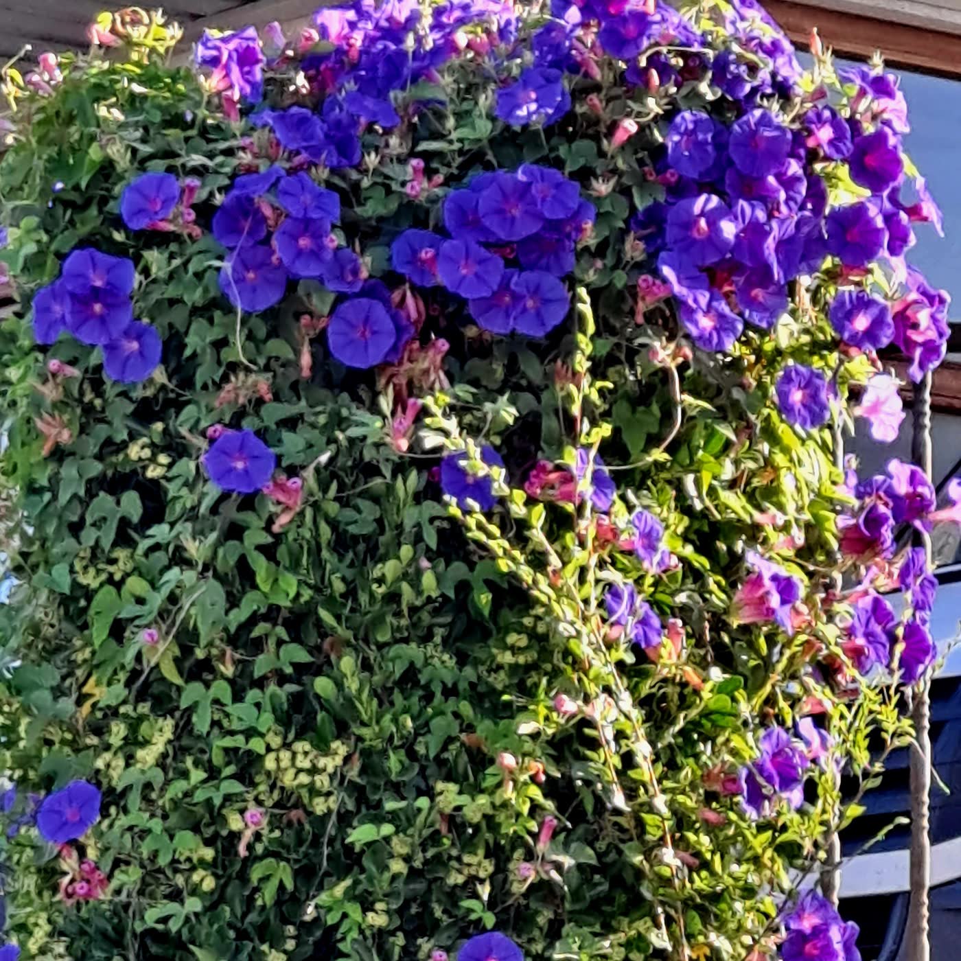 Campanillas silvestres