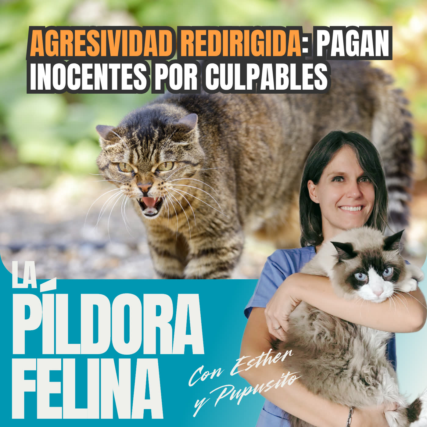 784. AGRESIVIDAD REDIRIGIDA: pagan inocentes por culpables (08/10/24)