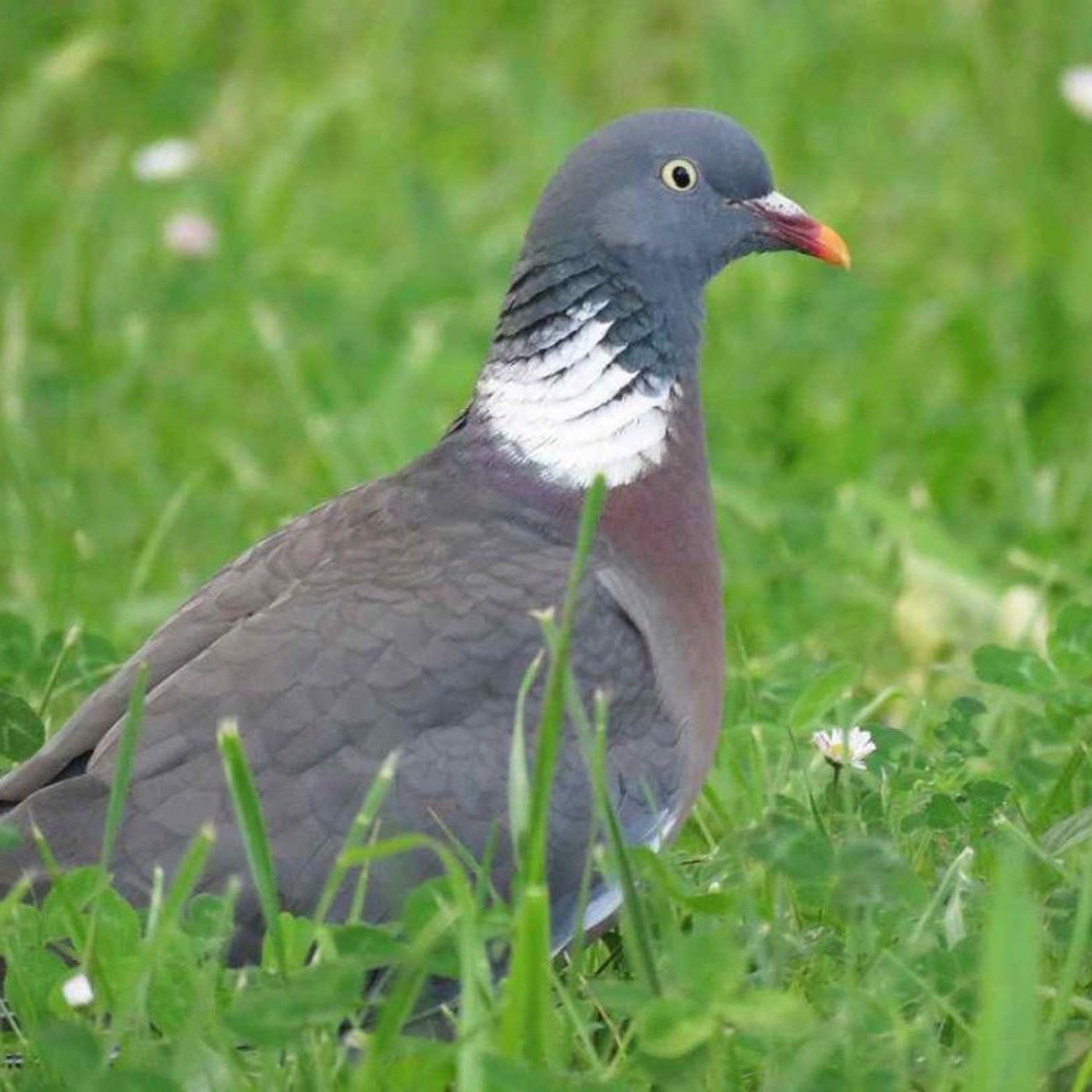 No todo lo que ves son Palomas