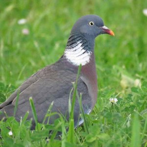 No todo lo que ves son Palomas