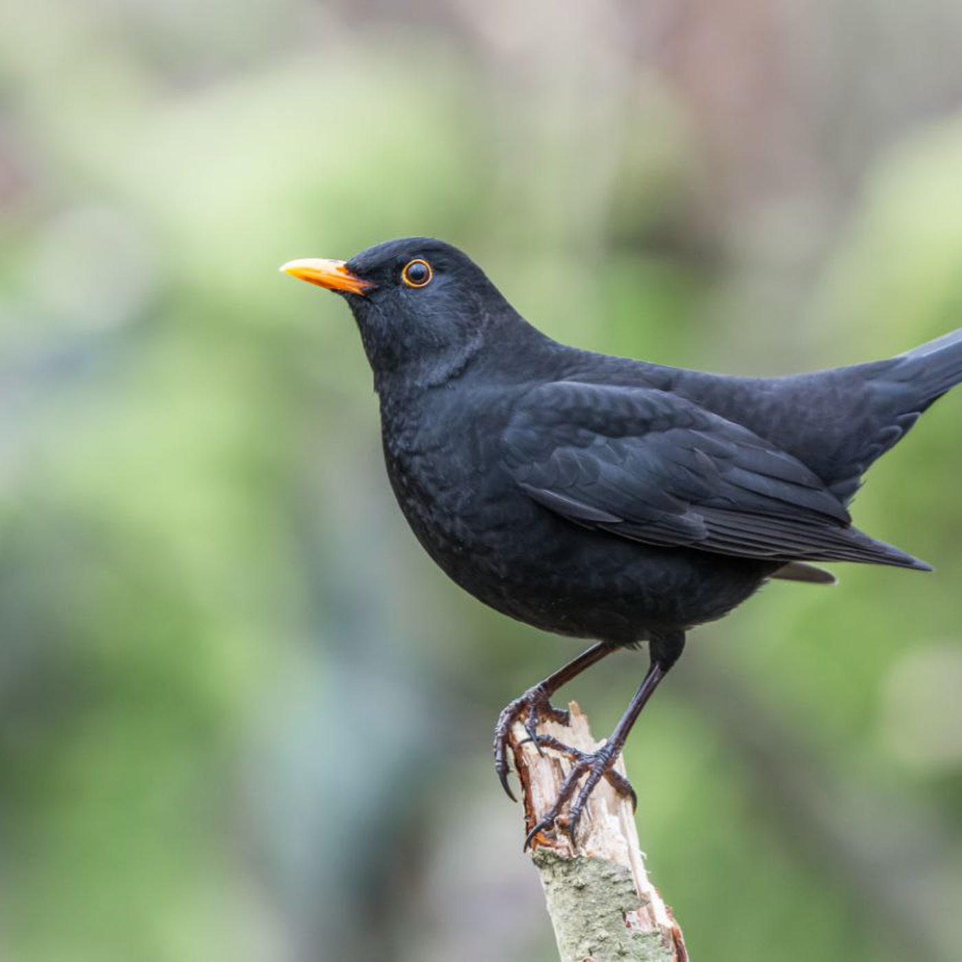 Portada de Apuntes de Naturaleza