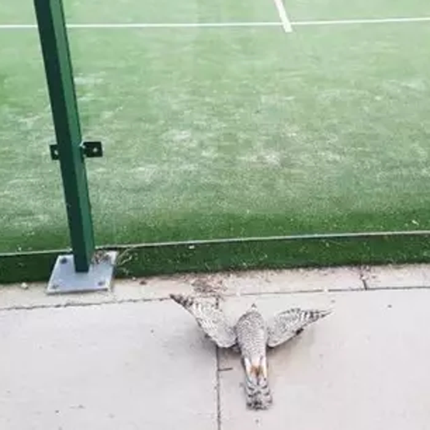 Impacto de aves en pistas de pádel