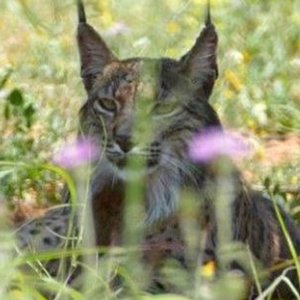 La historia del lince Litio, el viajero.