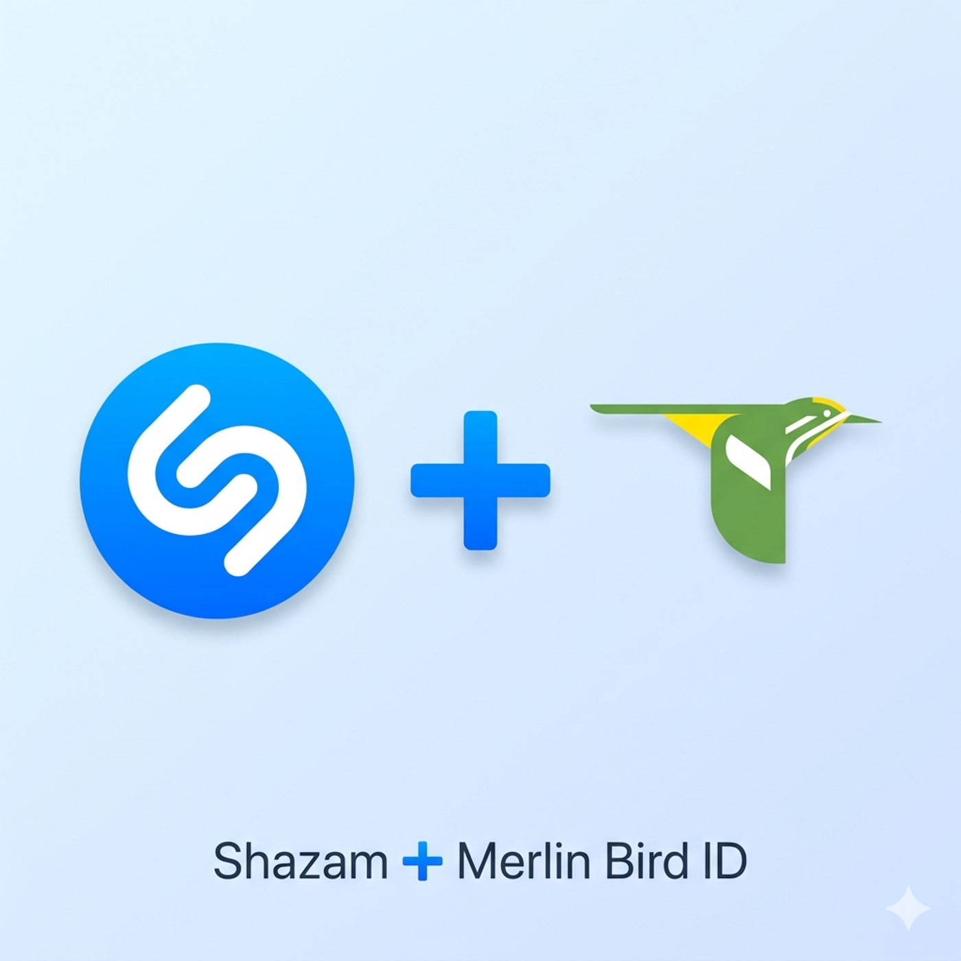 El Shazam de los pájaros