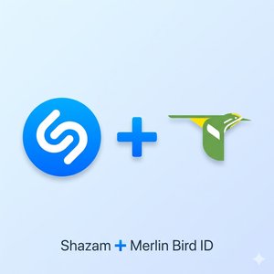 El Shazam de los pájaros