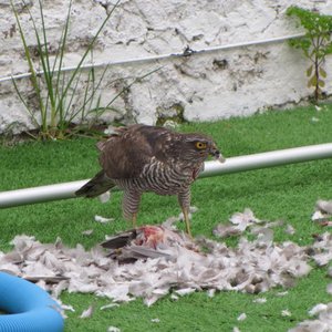 79. Un Gavilán ha cazado una paloma en el jardín