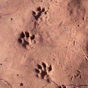 Detectando fauna a través de rastros