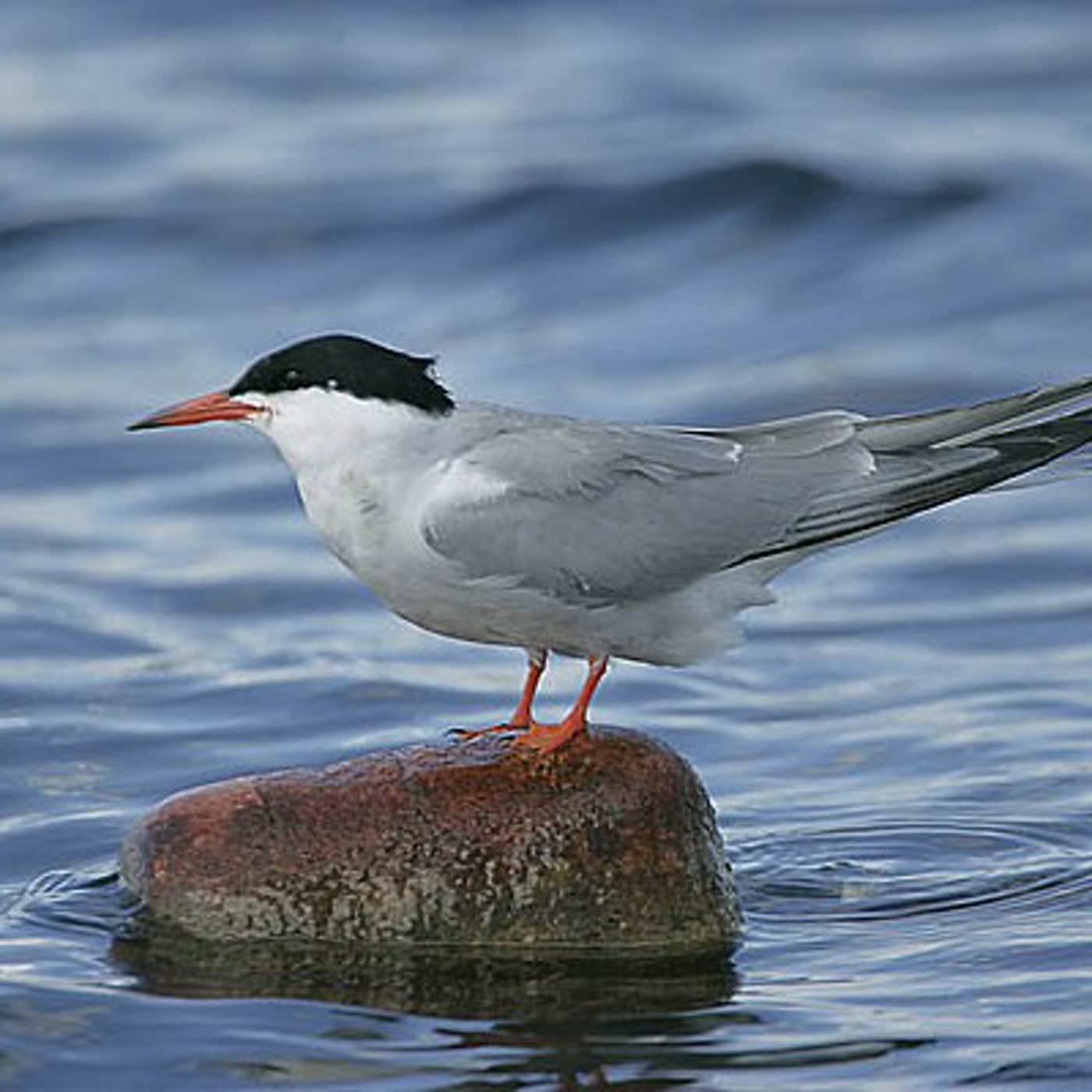 125. Día mundial de las aves migratorias