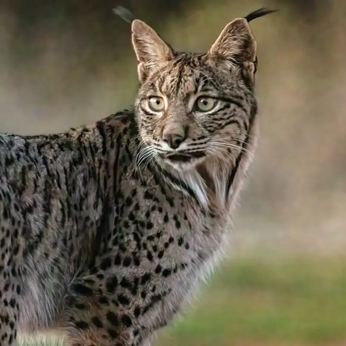 Secreto: un Lince en el Pirineo
