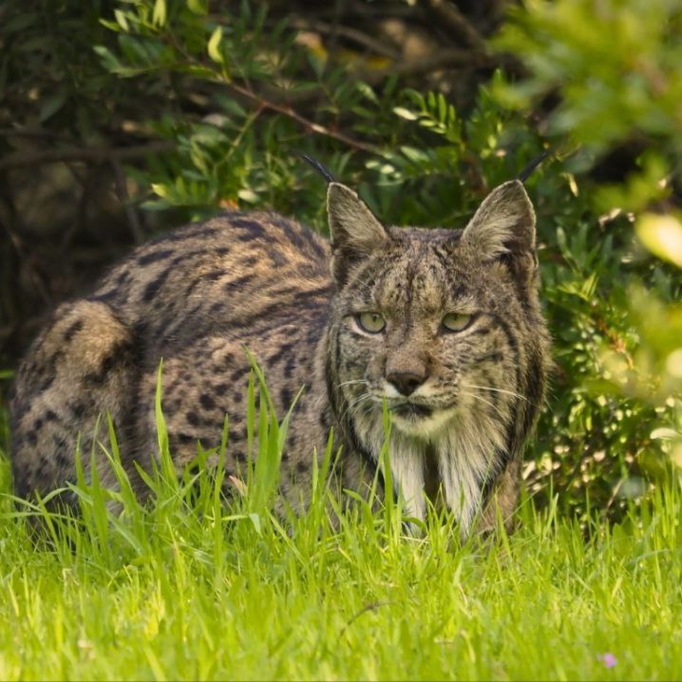 El Lince en Aragón