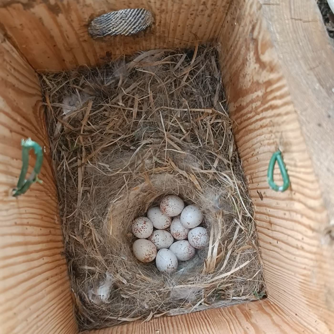 81. Actualización de cajas nido. 10 huevos.