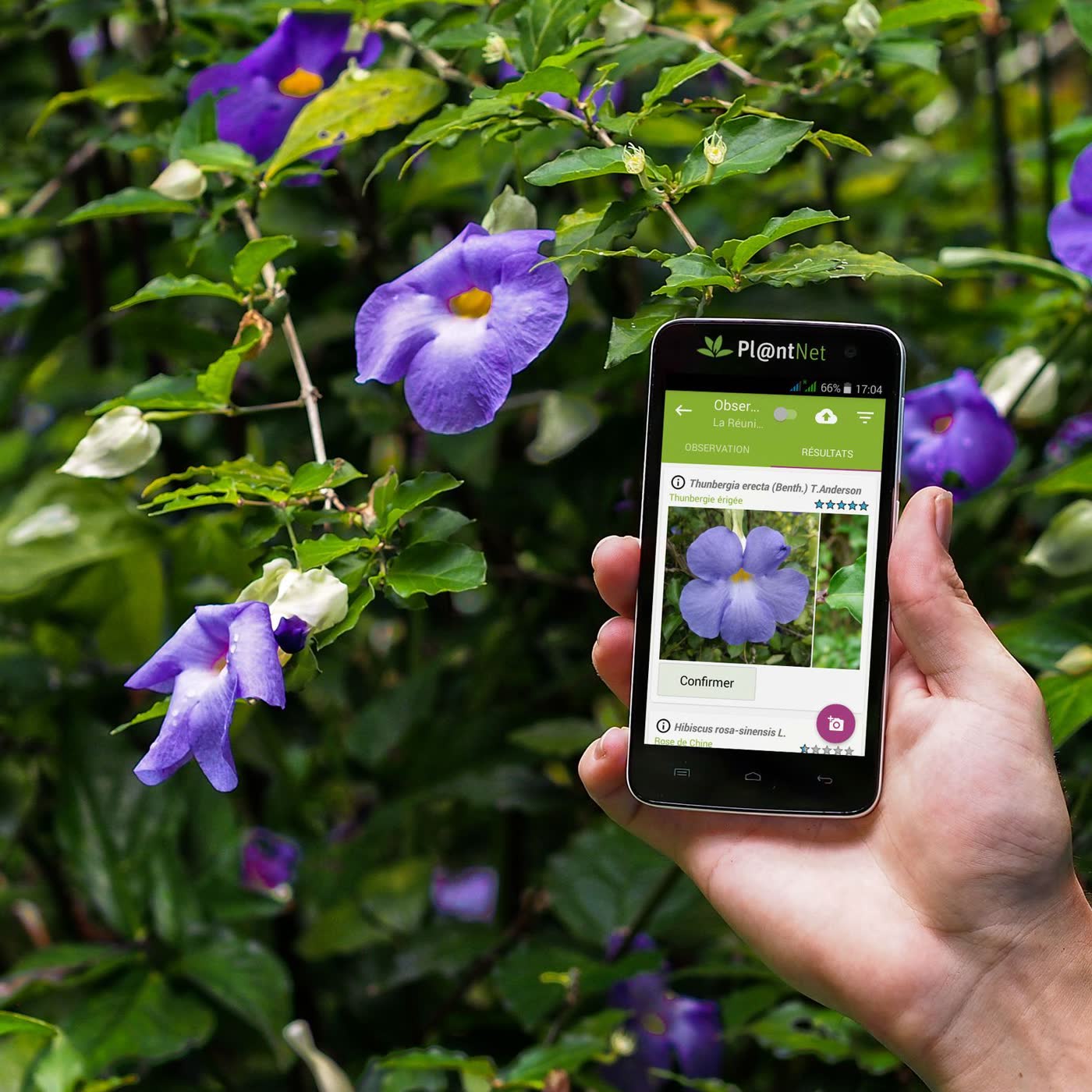 80. Recomendación de app PlantNet. Identifica plantas y árboles.
