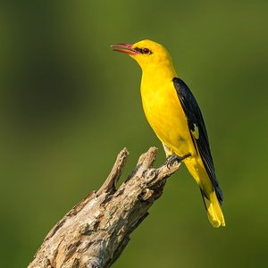 Llegada de aves reproductoras