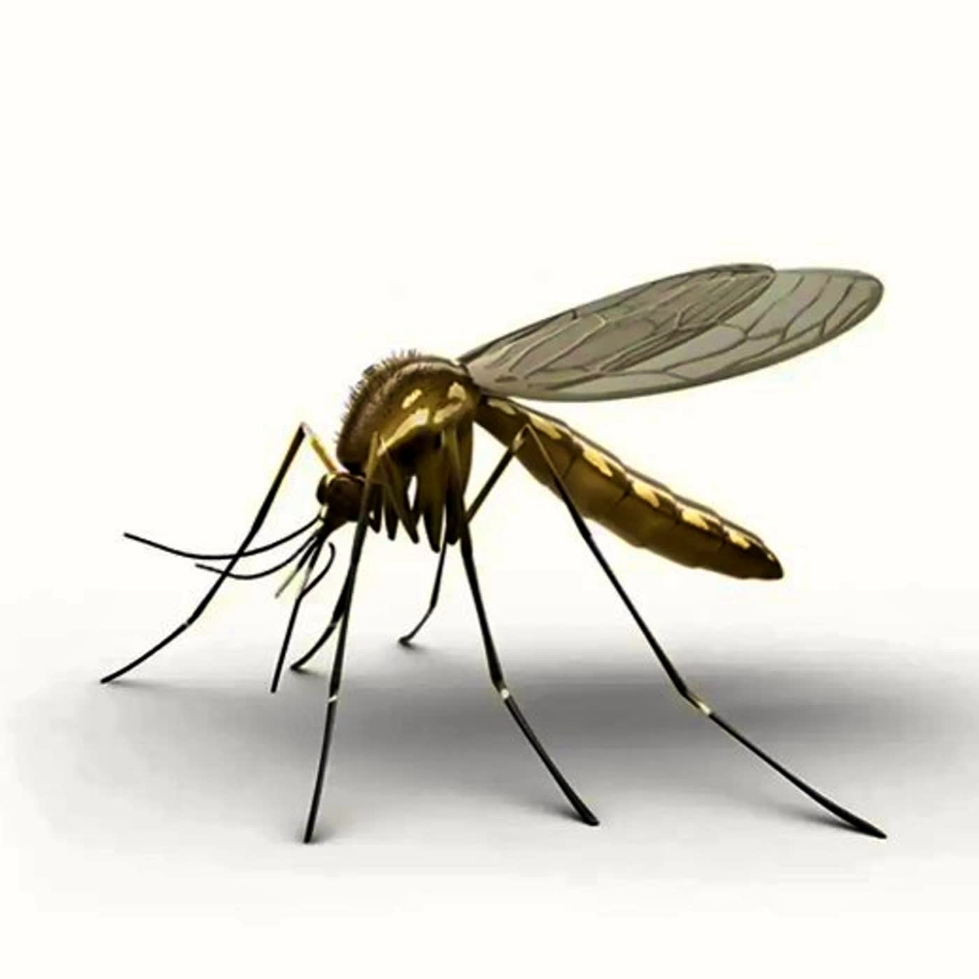 117. Plantas antimosquitos