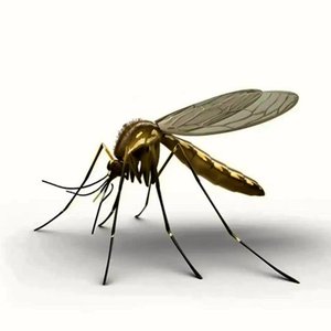 117. Plantas antimosquitos