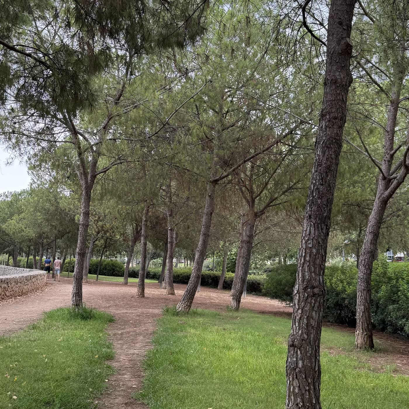95. Paseo sábado episode artwork