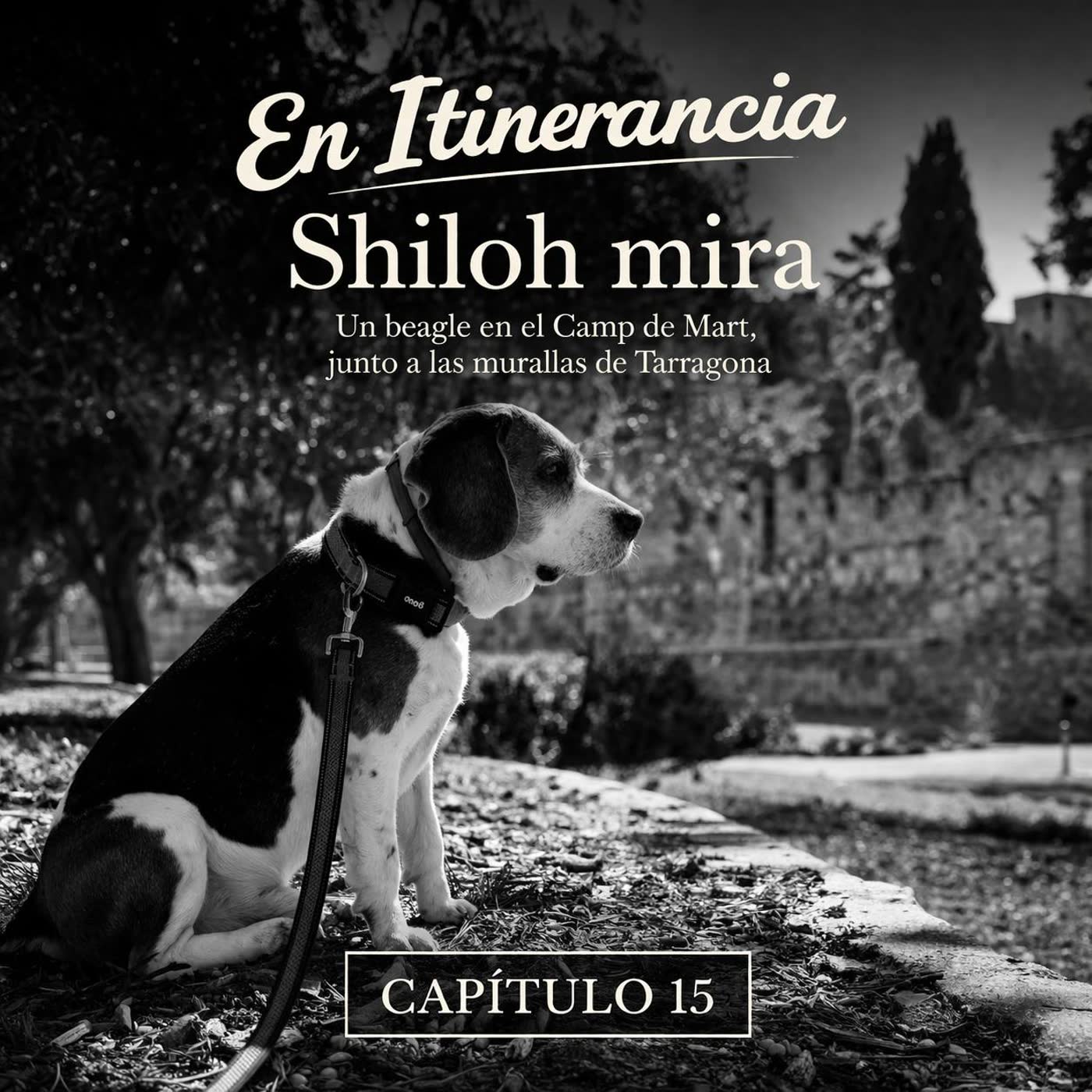 Shiloh mira