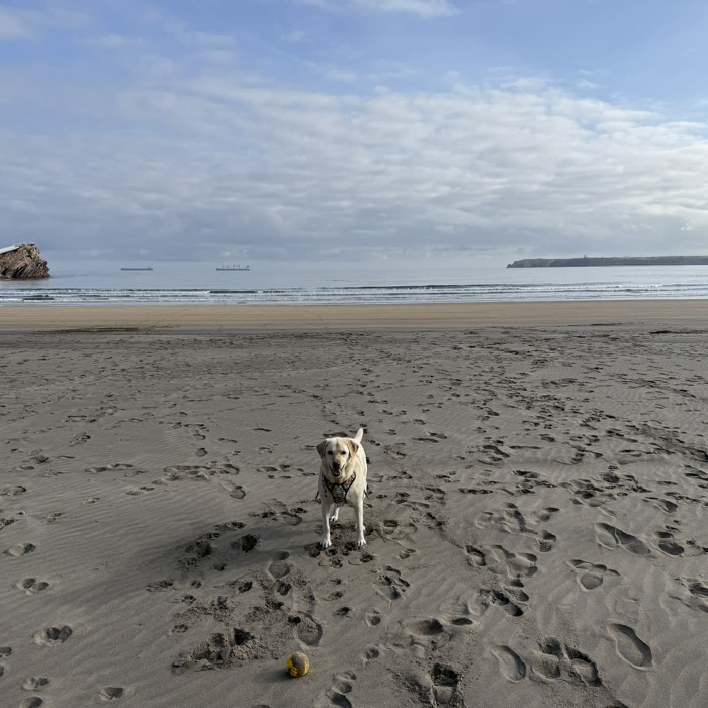 8. Paseo matutino con Blue