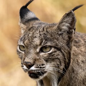 47. He visto un lince
