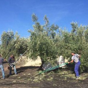 15. La cosecha del olivar