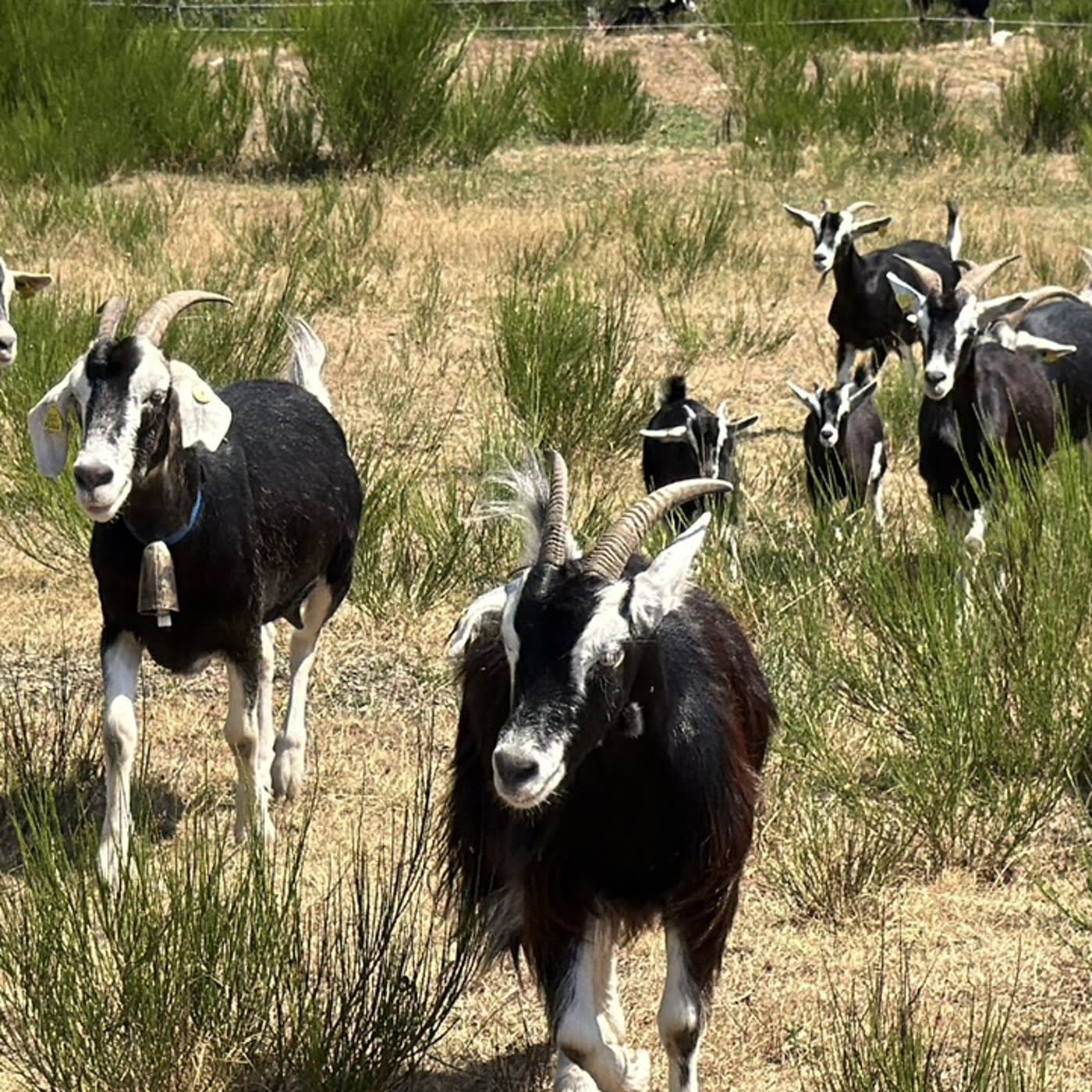 Cabras y olivares en TikTok