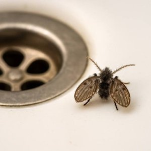 20. Putos mosquitos de la fruta