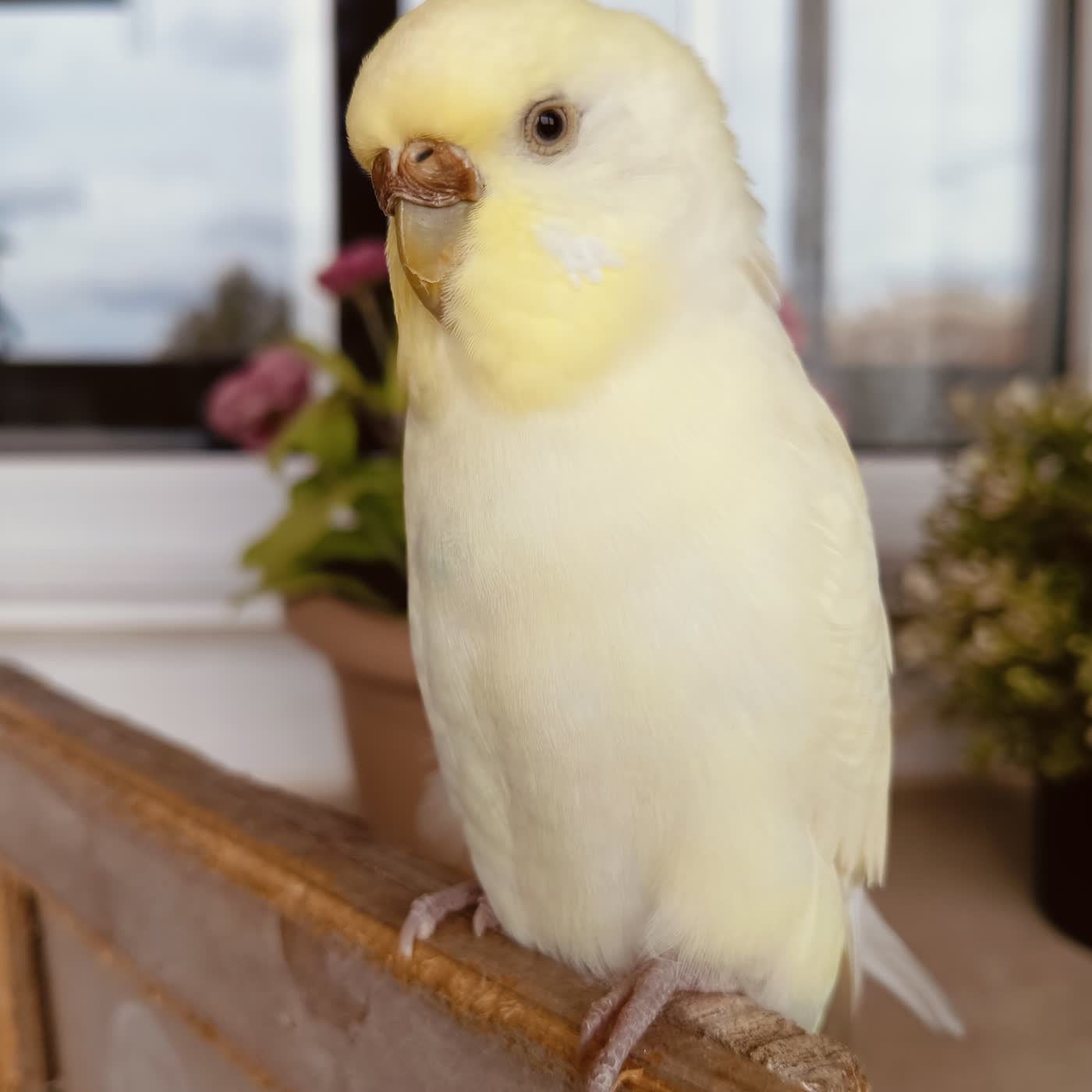 Chispita Piticli